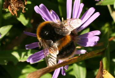 Bombus terrestris
