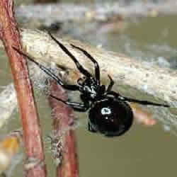 Steatoda