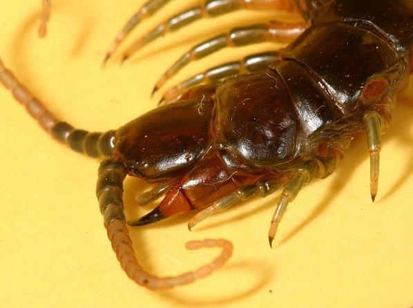 Scolopendra
