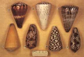 various cone shells