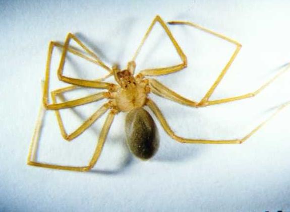 Loxosceles rufescens
