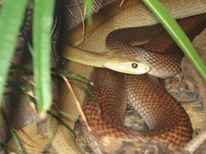 Oxyuranus scutellatus