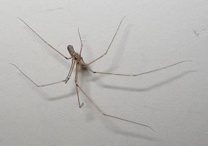 Pholcus phalangoides