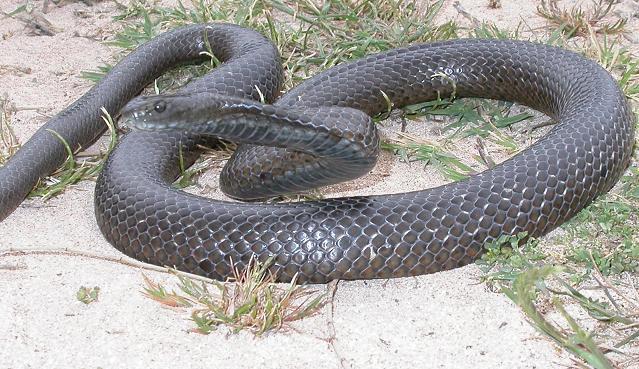 Pseudonaja inframacula