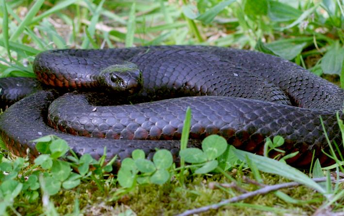 Pseudechis porphyriacus